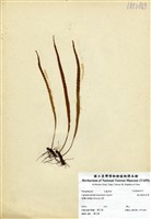 藏品(擬烏蘇里瓦葦)的圖片